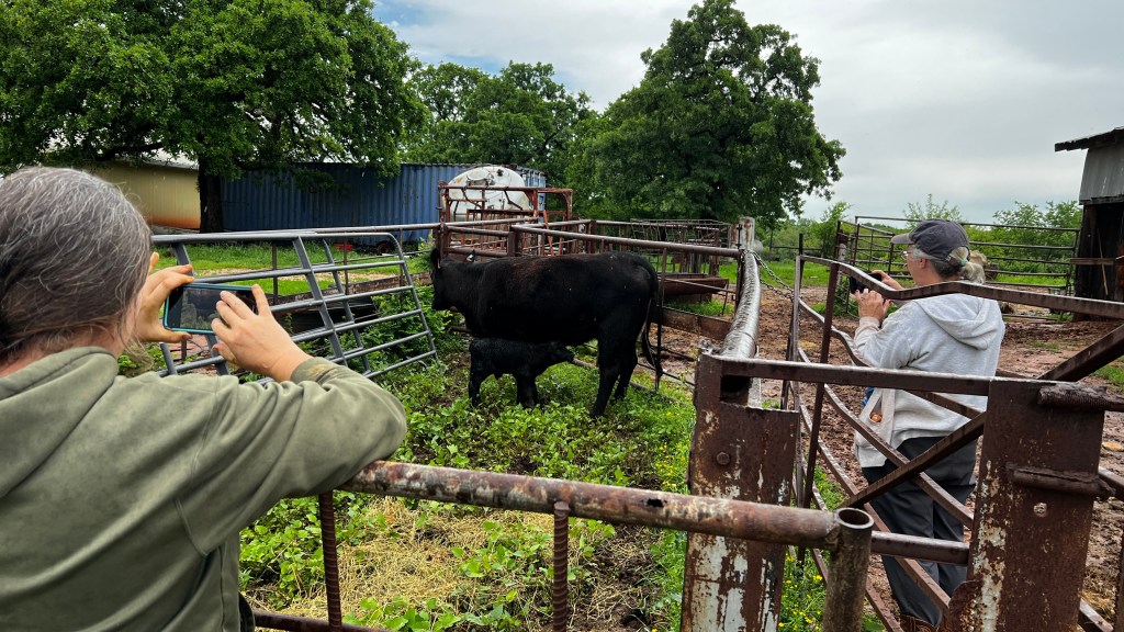 Two people taking photos of a black cow and its calf in a fenced area. The setting is a farm with greenery and trees in the background, and the sky appears overcast.