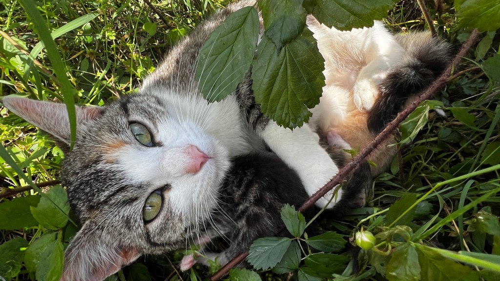 A calico cat lies among green grass and leaves, looking directly at the camera with bright green eyes. A small gray kitten is curled up beside her, partially hidden by the foliage.