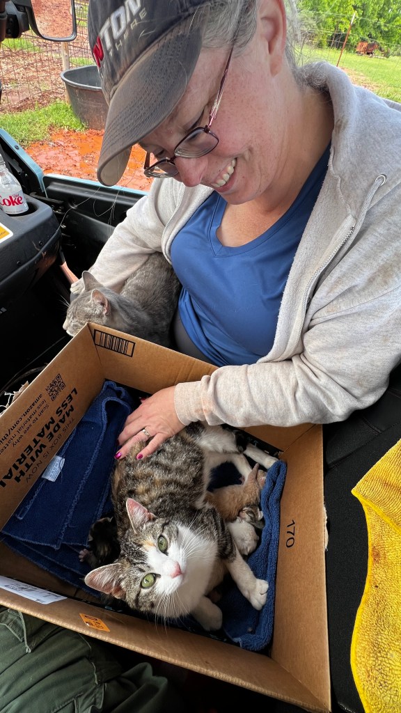 A woman is sitting in a vehicle, smiling as she holds a cardboard box filled with two cats. One cat is gray with white markings, lying comfortably in the box, while the other cat is mostly gray and appears to be peeking out from behind the woman. The woman is wearing a gray zip-up jacket and has glasses on. There are some outdoor elements visible in the background, suggesting a rural setting.