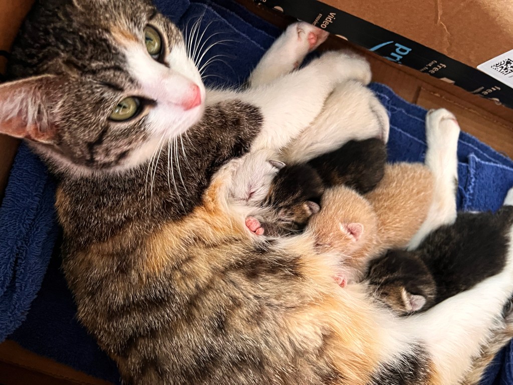 A calico cat is lying on a blue towel inside a cardboard box, nursing four kittens. The kittens are a mix of colors, including black, orange, and gray, nestled close to their mother.