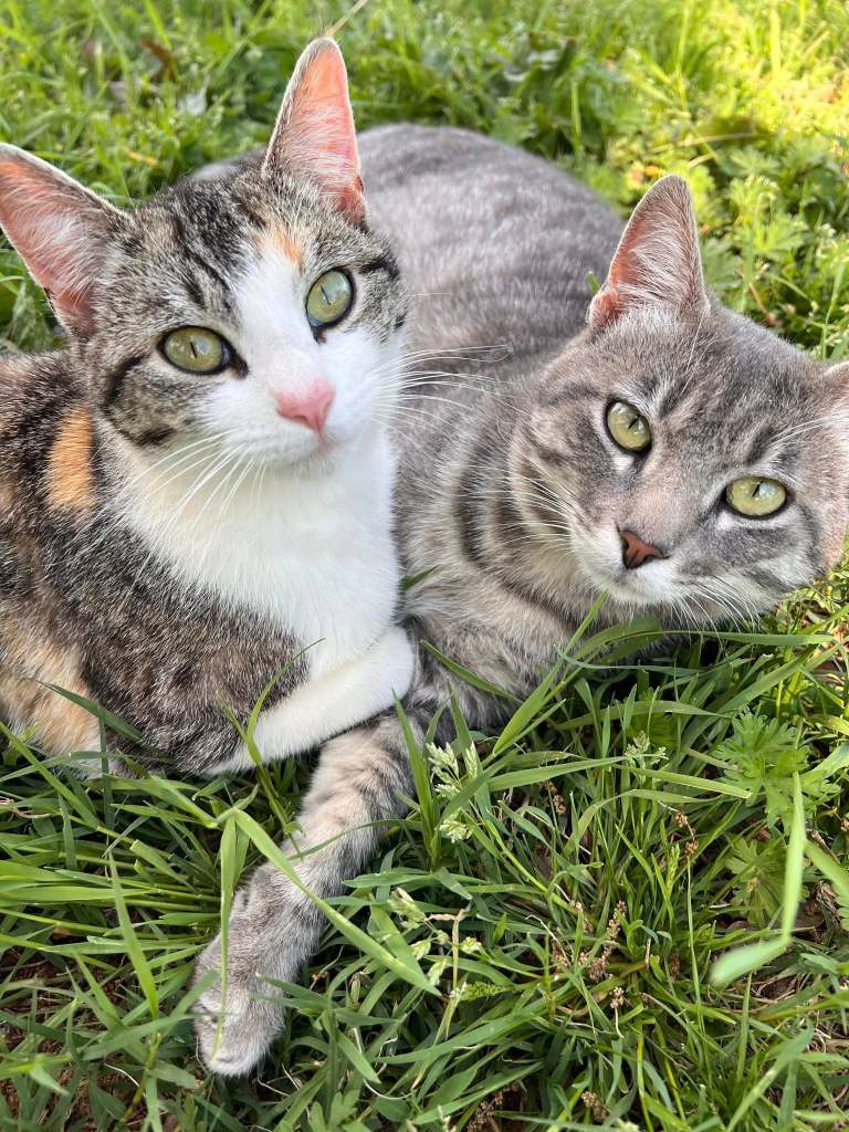 Two young cats, one pastel calico and the other striped gray.